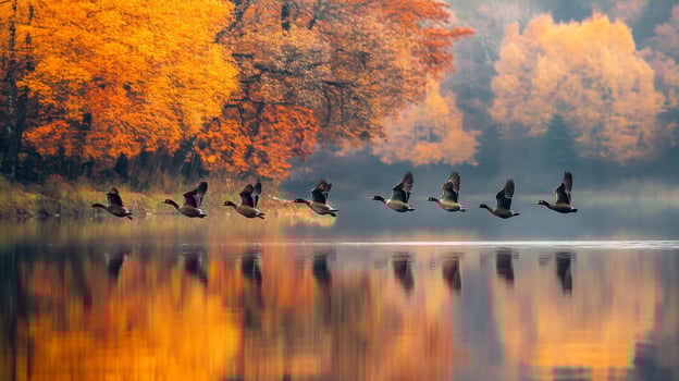 Geese flying over the lake in autumn photo