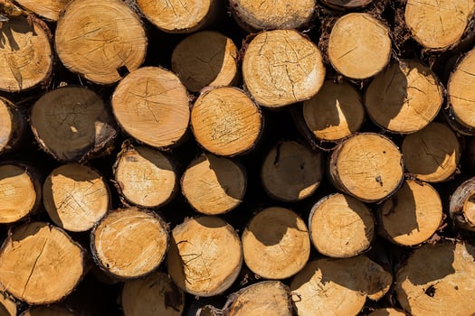 Freshly Cut Tree Logs Stack photo