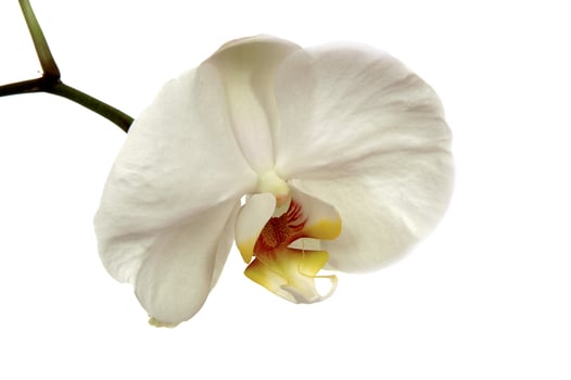 White orchid on white bg. photo