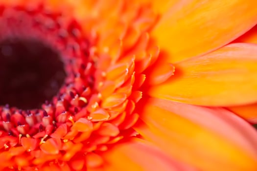 Bouquet of beautiful bright flowers. Floral composition. photo