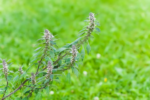 Motherwort flowers in bloom. Medical plant photo