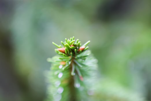 Green branches of a fir-tree close-up. Coniferous tree in the summer forest. photo
