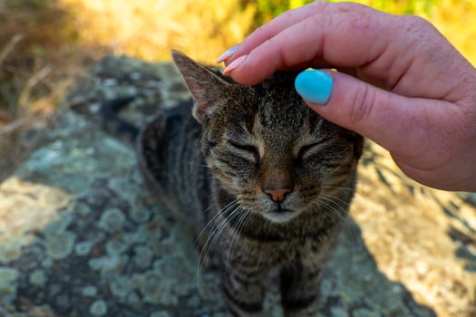 cat is sitting on a rock and a person is petting it photo