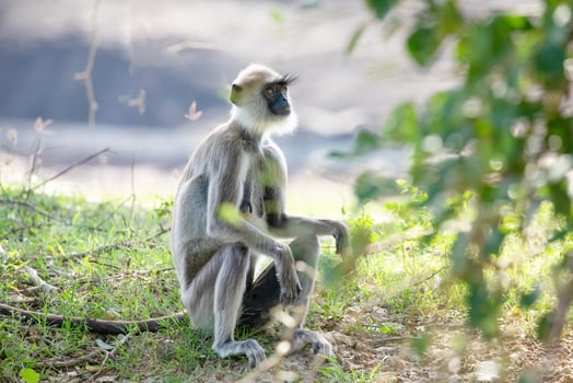 black faced grey langur monkey in Yala National Park, Sri Lanka photo