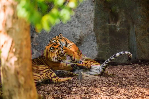 critically endangered Sumatran tiger photo