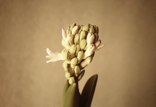 Hyacinth vintage flower. photo