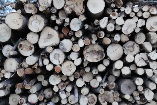 Chopped firewood in the countryside. photo