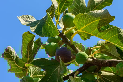 Figs hanging from a tree photo