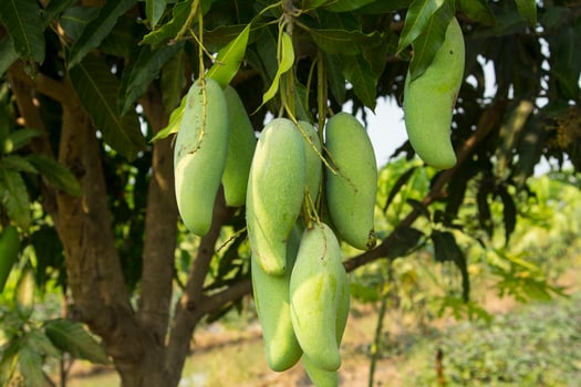 Mangoes are growing on the trees, ready to be harvested again soon, to sell both raw and ripe fruits in the gardens of many farmers, free from chemicals. photo