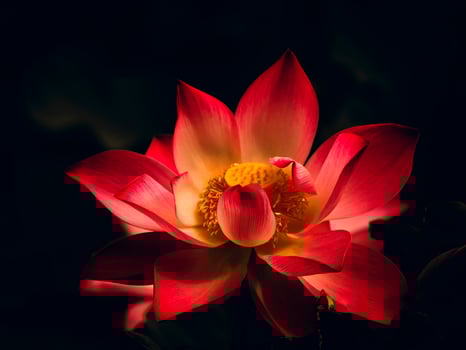 Close up of lotus flower on blur background photo