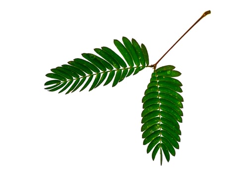 Close up leaves of sensitive plant. photo