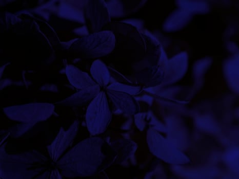 Close up dry Hydrangea flower background. photo