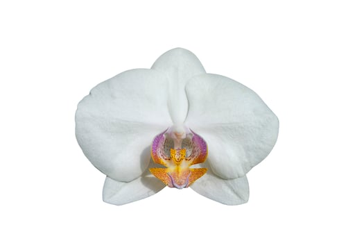 White Phalaenopsis Orchid flower photo