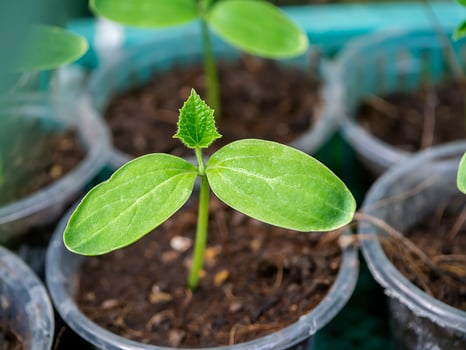 Close up Seedlings of Butternut Squash. photo
