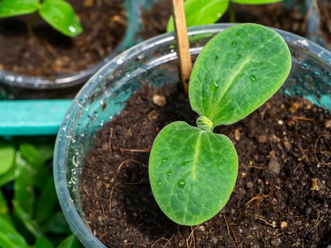 Close up Seedlings of Butternut Squash. photo