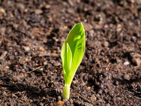 Close up Young corn plants are growing on the ground. photo