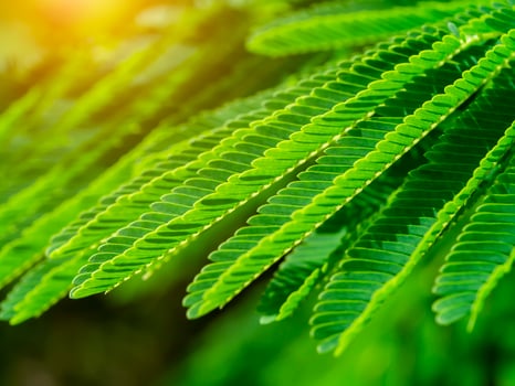 Close up the Climbing Wattle leaf on tree with sunlight. photo
