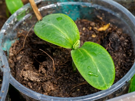 Close up Seedlings of Butternut Squash. photo