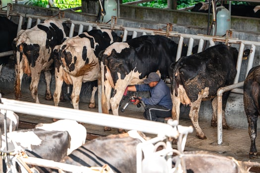 dairy cows are in the process of taking milk. agriculture industry, farming and animal husbandry concept - herd of cows eating hay in cowshed on dairy farm photo