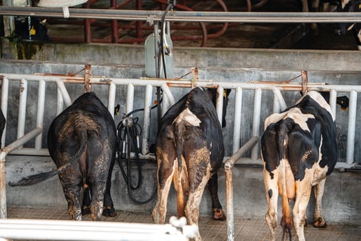 dairy cows are in the process of taking milk. agriculture industry, farming and animal husbandry concept - herd of cows eating hay in cowshed on dairy farm photo