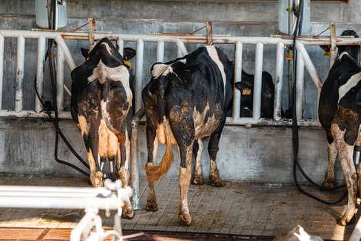 dairy cows are in the process of taking milk. agriculture industry, farming and animal husbandry concept - herd of cows eating hay in cowshed on dairy farm photo