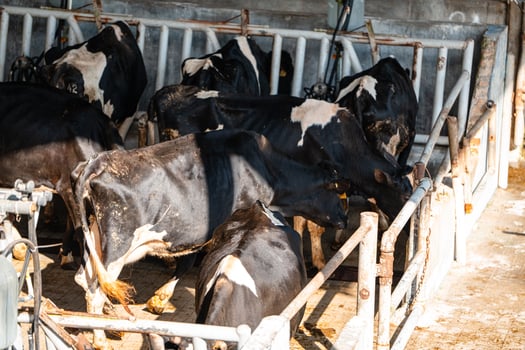 dairy cows are in the process of taking milk. agriculture industry, farming and animal husbandry concept - herd of cows eating hay in cowshed on dairy farm photo