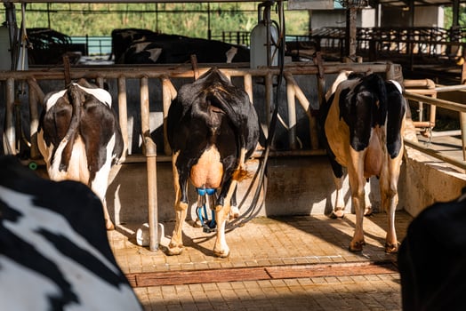 dairy cows are in the process of taking milk. agriculture industry, farming and animal husbandry concept - herd of cows eating hay in cowshed on dairy farm photo