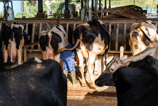 dairy cows are in the process of taking milk. agriculture industry, farming and animal husbandry concept - herd of cows eating hay in cowshed on dairy farm photo