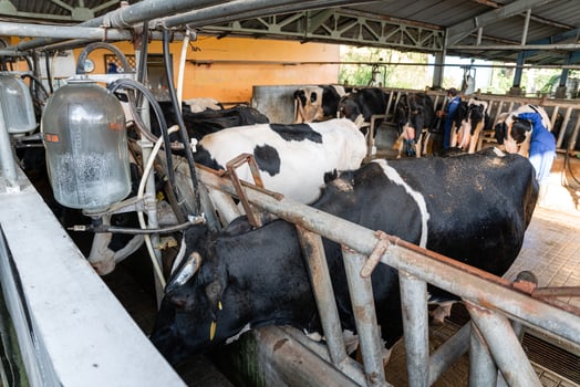 dairy cows are in the process of taking milk. agriculture industry, farming and animal husbandry concept - herd of cows eating hay in cowshed on dairy farm photo