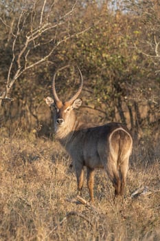 A beautiful male Waterbuck looking back over his shoulder in the dry African bush, Greater Kruger. photo