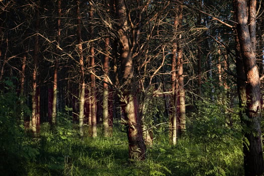 A forest with trees and grass photo