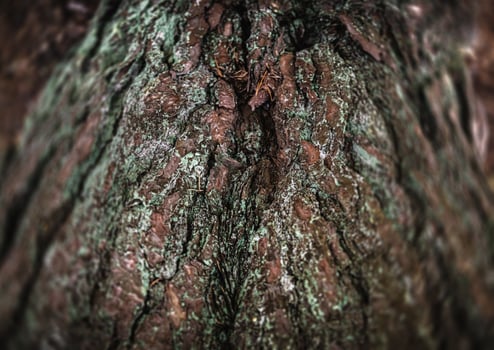 A close up of the bark of a tree photo