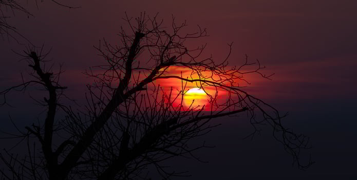 A tree with bare branches in the sunset photo