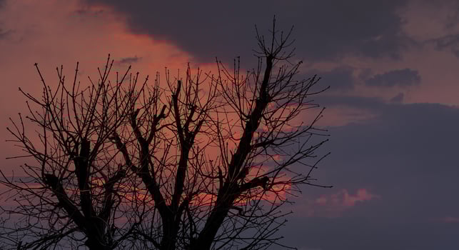 A tree with no leaves in the middle of a cloudy sky photo