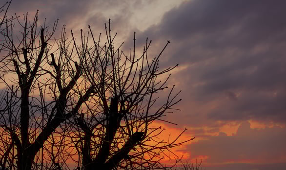 A tree with no leaves in the sunset photo