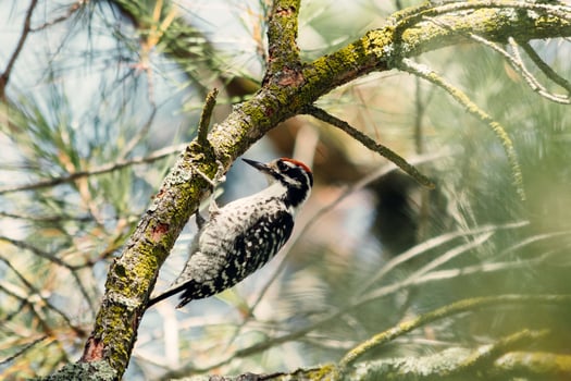 Woodpeckers Quest for Sustenance A Percussive Pursuit in the Forest photo