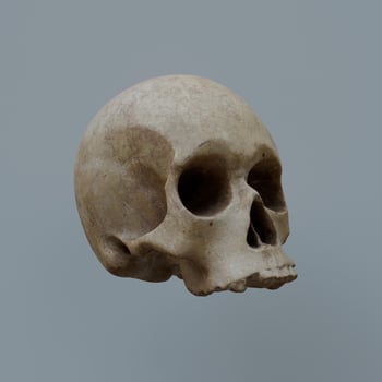 A skull is shown in a 3d model photo