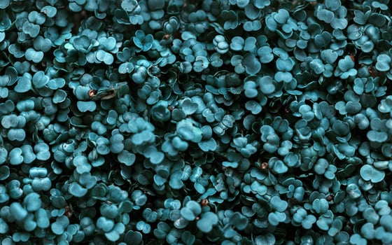 A close up of a bunch of blue flowers photo