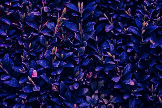 A purple bush with many leaves photo