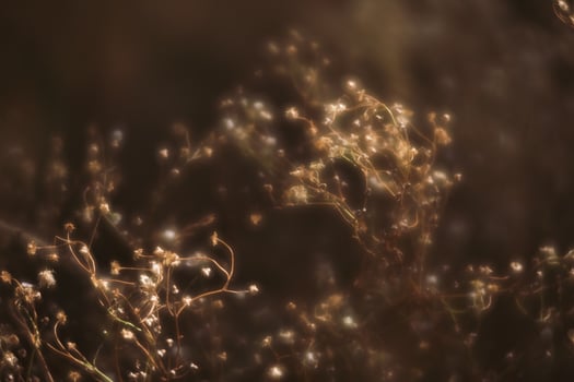 Blurred grass flowers background photo