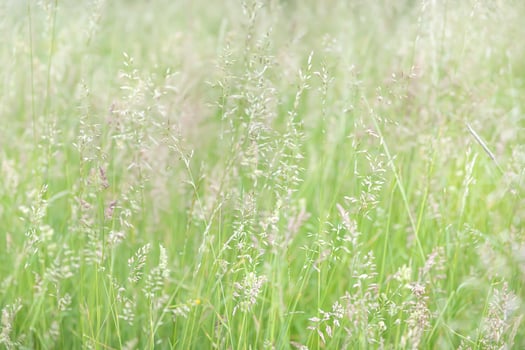 A field of tall grass with a blurry background photo