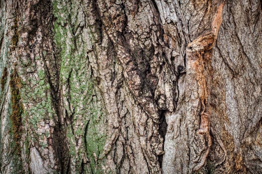 A close up of a tree with green and brown paint photo