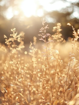 Golden sunlight illuminating autumn grassland in tranquil outdoor setting photo