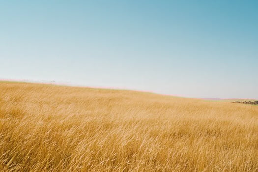 Vibrant autumn grassland under a clear blue sky in golden hues photo