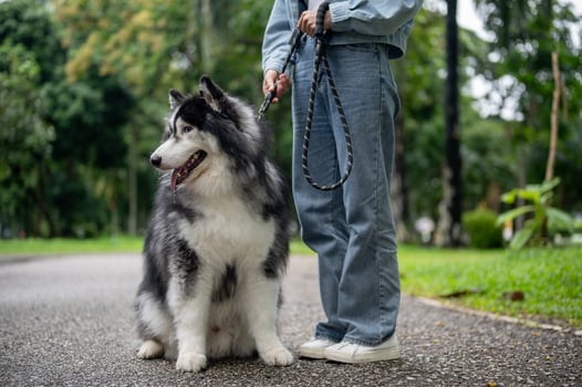 A healthy, fluffy Siberian husky dog is walking on a leash with its owner in a green park. photo