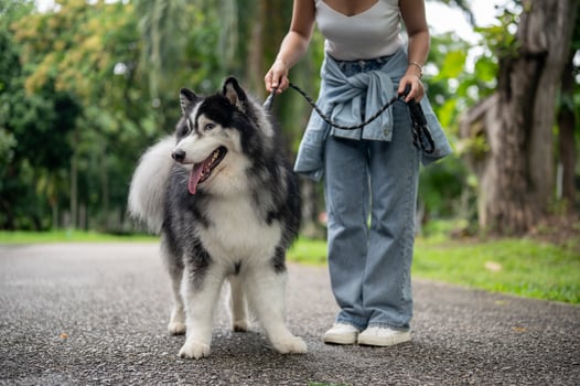 A beautiful Siberian husky dog on a leash with its owner walking together in a green park. photo