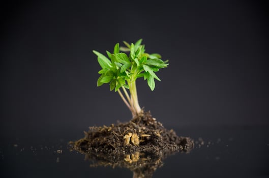 tomato seedlings in the ground, isolated on a black background photo