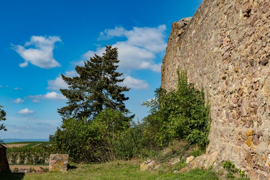 tree is growing next to a wall photo