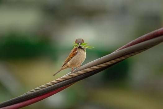 Sparrow Serenity Collection A Bed of Nature's Hay photo