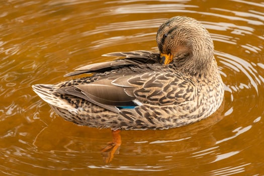 Serene Glide Native Duck's Water Rest photo
